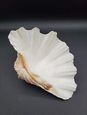 Giant clam seashell for sale  Holly Springs