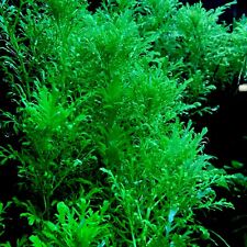 water wisteria aquarium plant for sale  Santa Rosa