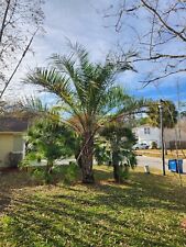Mule palm tree for sale  Jacksonville