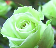 rose bushes for sale  Goldsboro