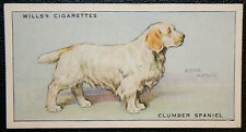 Clumber spaniel vintage for sale  DERBY