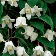 Clematis climbing winter for sale  IPSWICH