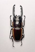 Entomology taxidermy prosopoco usato  Roma