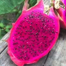 Red dragon fruit for sale  Copperas Cove
