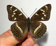 Used, Nymphalidae  LIMENITIS POPULI JEZOENSIS*****male Nr. 1  *****JAPAN for sale  Shipping to South Africa