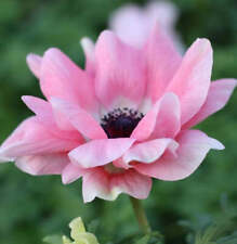 Italian anemone mistral for sale  USA