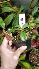 Nepenthes veitchii boschiana for sale  Shipping to Ireland