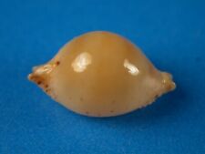 Cypraea tuamotensis takahashii for sale  Kapolei