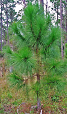 Wild slash pine for sale  Wedowee