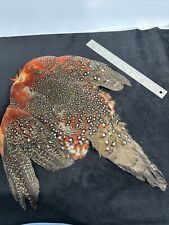 Satyr tragopan pheasant for sale  Ocean Park