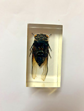 Real insect cicada for sale  BURY ST. EDMUNDS