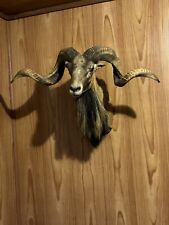Mouflon corsican shoulder for sale  Wynnewood
