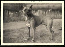 Fotografie hund boxer gebraucht kaufen  Berlin