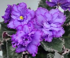 African violet plant for sale  San Francisco