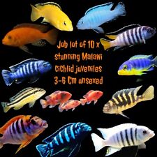 Stunning malawi cichlids for sale  TELFORD