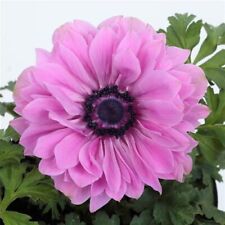 Anemone seeds anemone for sale  Aberdeen