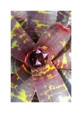10x Neoregelia sp. Leopard Ray Bromeliad Garden Plants - Seeds ID594, used for sale  Shipping to South Africa