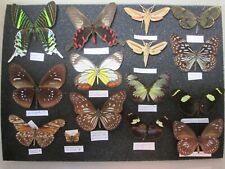 Butterfly moth collection for sale  WATERLOOVILLE