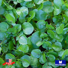 Cress seeds watercress for sale  Waltham