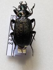 Calosoma Sayi REFCARABID828 for sale  Shipping to South Africa
