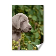 Weimaraner puppy dog for sale  SELBY
