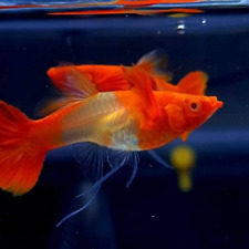 Albino koi red for sale  Shipping to Ireland
