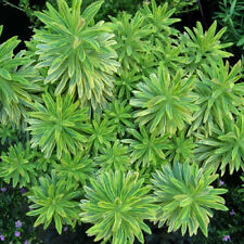 Euphorbia ascot rainbow for sale  UK