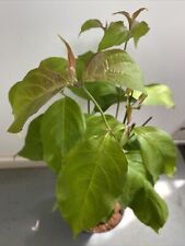 Cornus florida plant for sale  SOUTHAMPTON