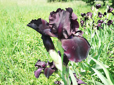 iris germanica usato  Venzone