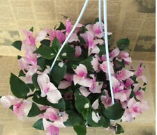 Rooted tradescantia blushing for sale  BIRMINGHAM
