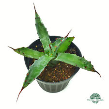 AGAVE DURANGENSIS 1 pianta VASO 10 CM succulenta rara no yucca nolina dasylirio usato  Sonnino