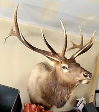 Large point elk for sale  Detroit
