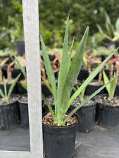 Blue agave americana for sale  Edgewater