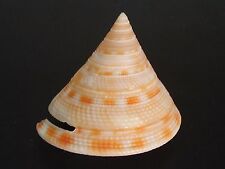 Super Rare...PLEUROTOMARIA GOTOI~37mm~Philippine SEASHELL, used for sale  Shipping to South Africa