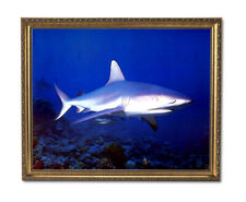 Ocean shark wild for sale  Springdale