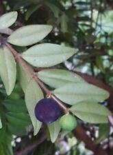 Myrciaria plinioides cambuí for sale  Naples