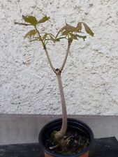 bonsai vigne d'occasion  Blagnac