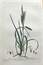 HEATH SEDGE Carex Recurva Baxter antiga gravada estampa de grama botânica 1841 comprar usado  Enviando para Brazil
