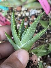 Aloe pratensis aloes for sale  Sacramento