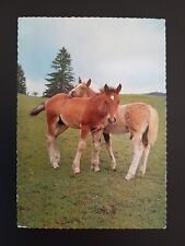 Pferdepostkarte pferd kaltblut gebraucht kaufen  Beeskow