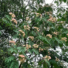 Mimosa tree persian for sale  Batesburg