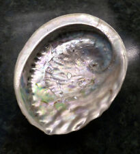 Abalone paua mother for sale  UK