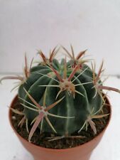 Ferocactus Latispinus Pot 10CM Beutiful Plant Cultivated In Sicily "wild"  for sale  Shipping to South Africa