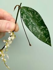 Hoya phuwuaensis leaf for sale  GLASGOW