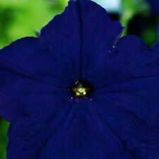Petunien blau petunia gebraucht kaufen  Aulendorf
