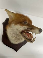 Taxidermy red fox for sale  MORPETH