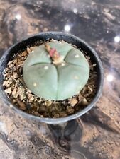 Ariocarpus 6cm pot for sale  WIGAN