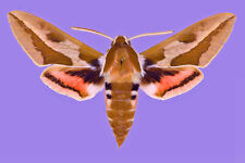 Sphingidae hyles cretica for sale  Shipping to United Kingdom