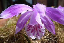 Orchid pleione bulbils for sale  DARLINGTON