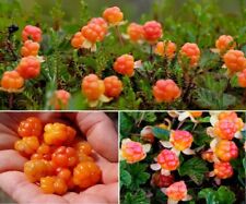 Cloudberry seeds rare for sale  BROCKENHURST
